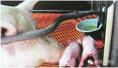 確保母豬充分泌乳的方法