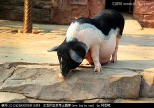 影響母豬產程因素的研究進展