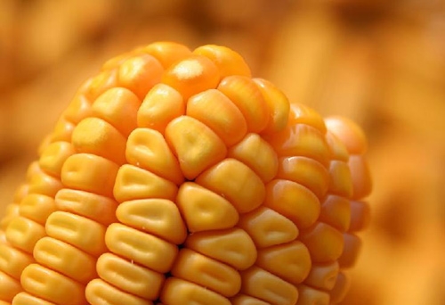 全國(guó)玉米價(jià)格同比下跌近21%