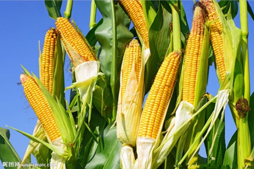 因政府停止收儲 中國2016年玉米產量料減少近3%