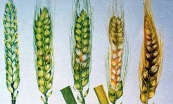 夏收小麥“嘔吐毒素”超標，將被拒絕入庫！(這樣緊急處理或許可行)