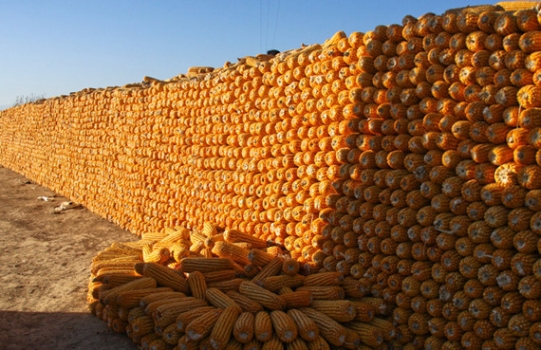 山東玉米再次領漲全國