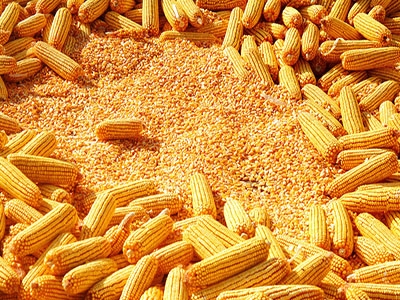 知道你的玉米為啥賣不出去嗎？看后恍然大悟！