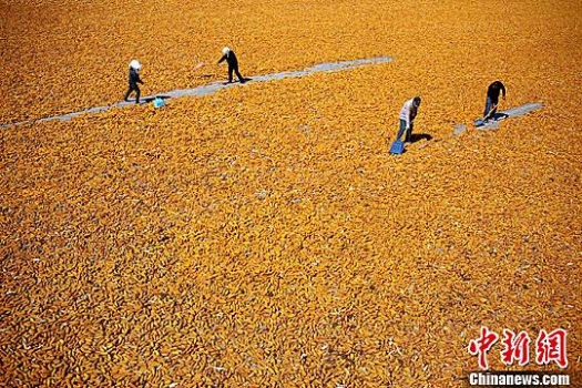 8月份華北玉米市場難現“熱”情！