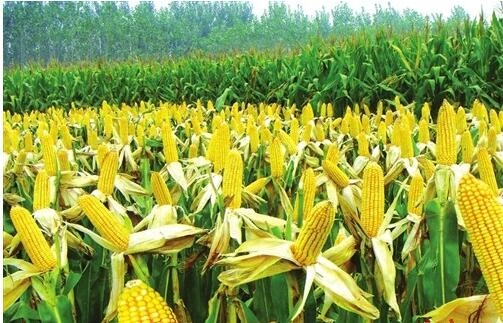 玉米又上“1元”能走多遠？