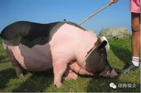 生產管理: 提高母豬窩產仔數的措施