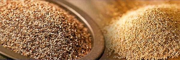 農業部在全國100個縣試點“糧改飼”