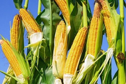 農業部釋放信號：明年將繼續調減玉米面積1000萬畝以上