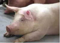 母豬飼養在混凝土板條地板上會使跛行的概率增加4倍