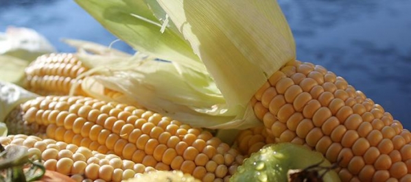 2016新玉米特性及完美使用方案
