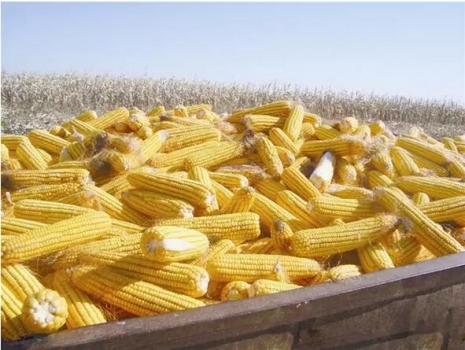 玉米漲價，要過三關！