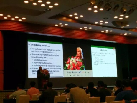 管理好后備豬達到最佳生產性能