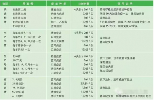 荷蘭萬頭豬場各階段豬群生產管理要點