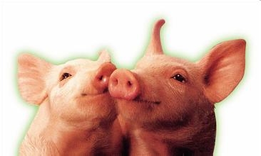 從實驗室到豬場——育肥豬的流行性肺炎風險因素