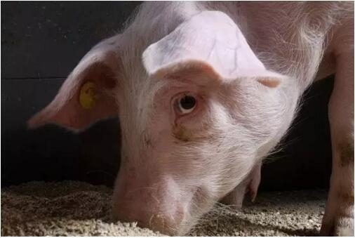 管理疾病的四大黃金法則