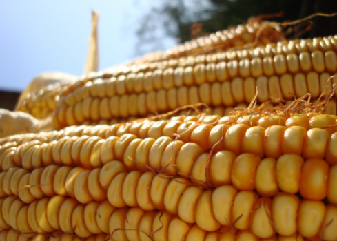 東北玉米或迎來(lái)第二輪1400元/噸價(jià)格保衛(wèi)戰(zhàn)