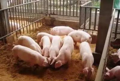又降溫了 冬季養豬保溫御寒我有高招！