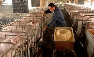 從仔豬料到肥豬料的轉化，這些你都知道嗎？