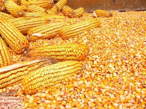 近期玉米價格上漲是否為“曇花一現”，豆粕期價為何強于現貨？