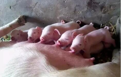 專家如此重視初乳的作用，但使用用初乳防腹瀉，如何算準時間和劑量？