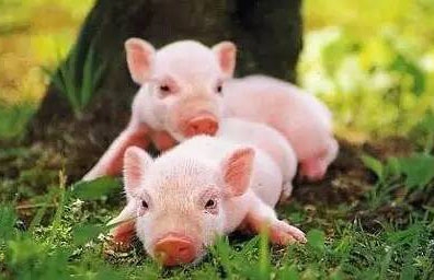 春季豬場飼養管理只需做好五個字，讓您輕松養豬掙大錢！