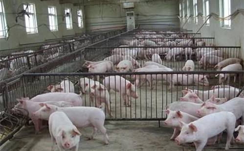現代化養豬場的限位欄，真的現代化嗎？