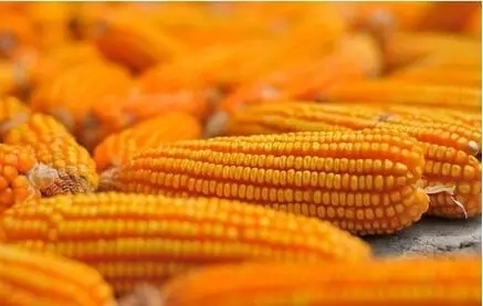 華北玉米余糧偏多 一輪降價在所難免