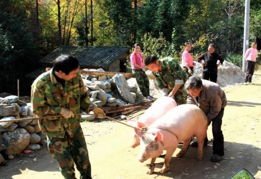 趕豬時豬不聽話亂跑這么辦？掌握了豬的習性，你會發現趕豬很簡單