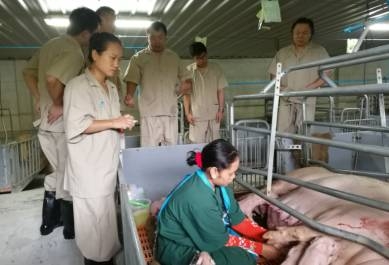 泰國PPS豬場的管理模式