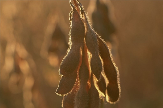 供需偏緊預期強烈 大豆維持看多思路