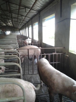 豬場半限位定位欄，母豬活動空間變大了，蹄肢病還會有嗎