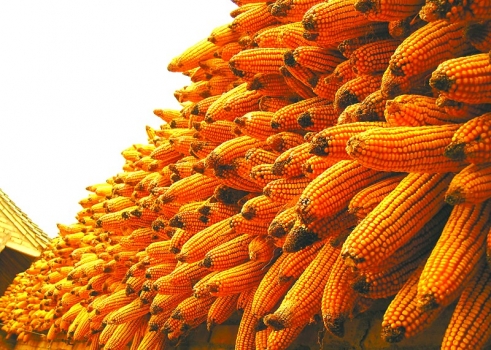 東三省飼料企業收購新產玉米每噸補貼價格公布 黑龍江最高