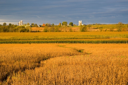 未來九年美國大豆和玉米出口量仍將三分天下！