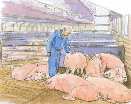 如仔豬必須混群，這個過程必須在產房內完成