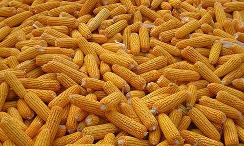沿海玉米運輸成本陡升 初春市場遇最“尷尬”階段