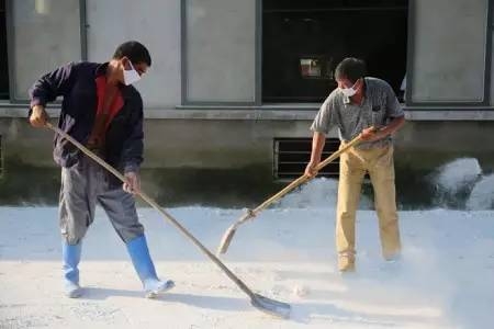 生石灰灑在豬舍過道里？大錯特錯！