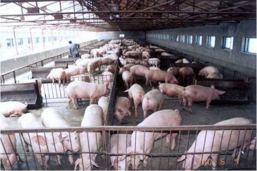 豬場春季必做的工作：驅蟲!