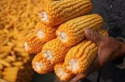 17年玉米改革大方向已定！農業怎么做，要看這5點！