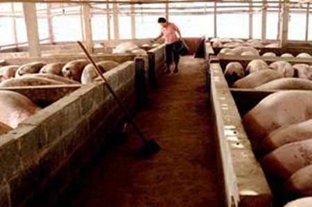 豬場巡欄兩個關鍵時間點 千萬別錯過！