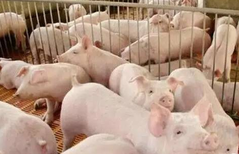 教您如何巧用小蘇打解決養豬大問題