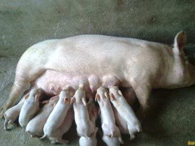 養豬新手最容易犯的四個大忌，有的人養了好幾年還在犯！