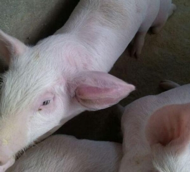 更多豬場實用看這里，精液加縮宮素，磺胺加驅蟲藥？