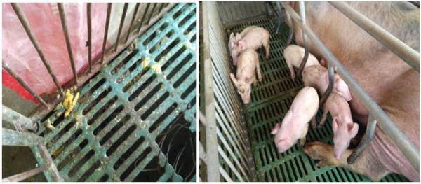 豬場如何來做好產房溫濕度控制？