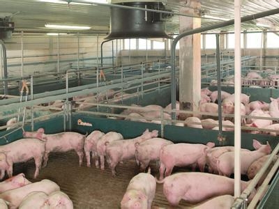 降低豬舍內的氨氣排放量是解決豬舍通風和保溫矛盾的根本