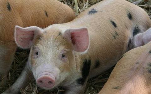 豬突然喜歡吃平時不吃的東西，到底是怎么了？