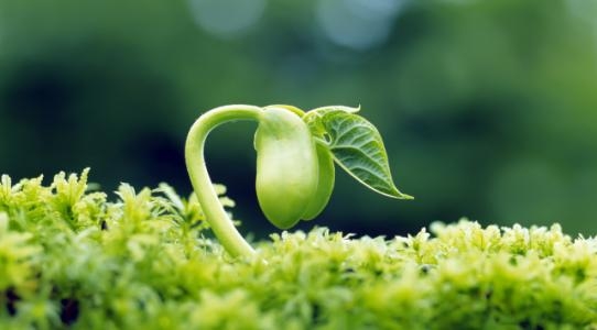 植物生長劑的潛在價值