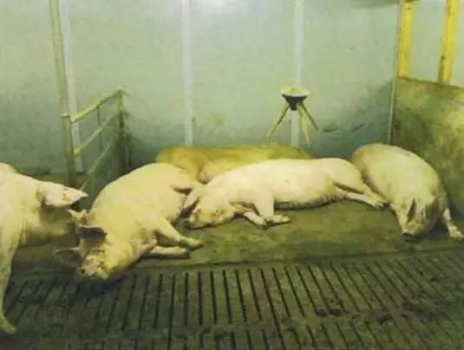 母豬對配種舍的要求——它們也需要舒適的環境