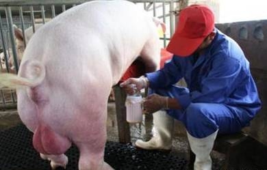 豬場產能低，別怪公豬不給力！你的采精操作出問題！