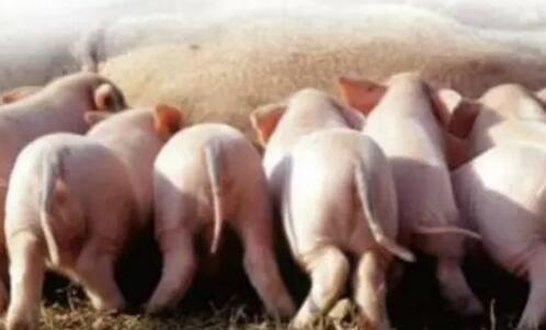 為何你的仔豬不如別人多？仔豬初生重受什么影響？