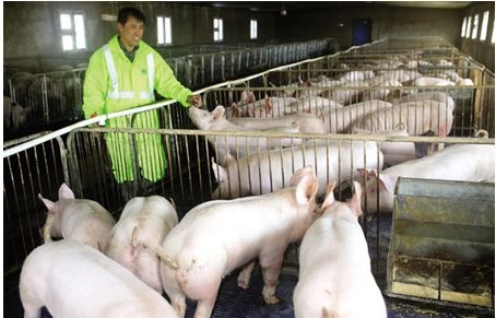 注意了！豬場(chǎng)飼料的隱性浪費(fèi)